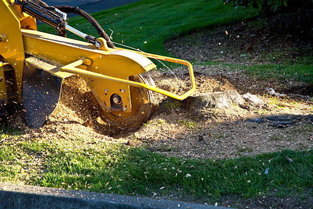 Best Best Tree Removal Services  in USA